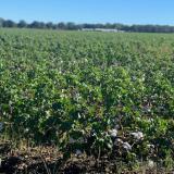 cotton field