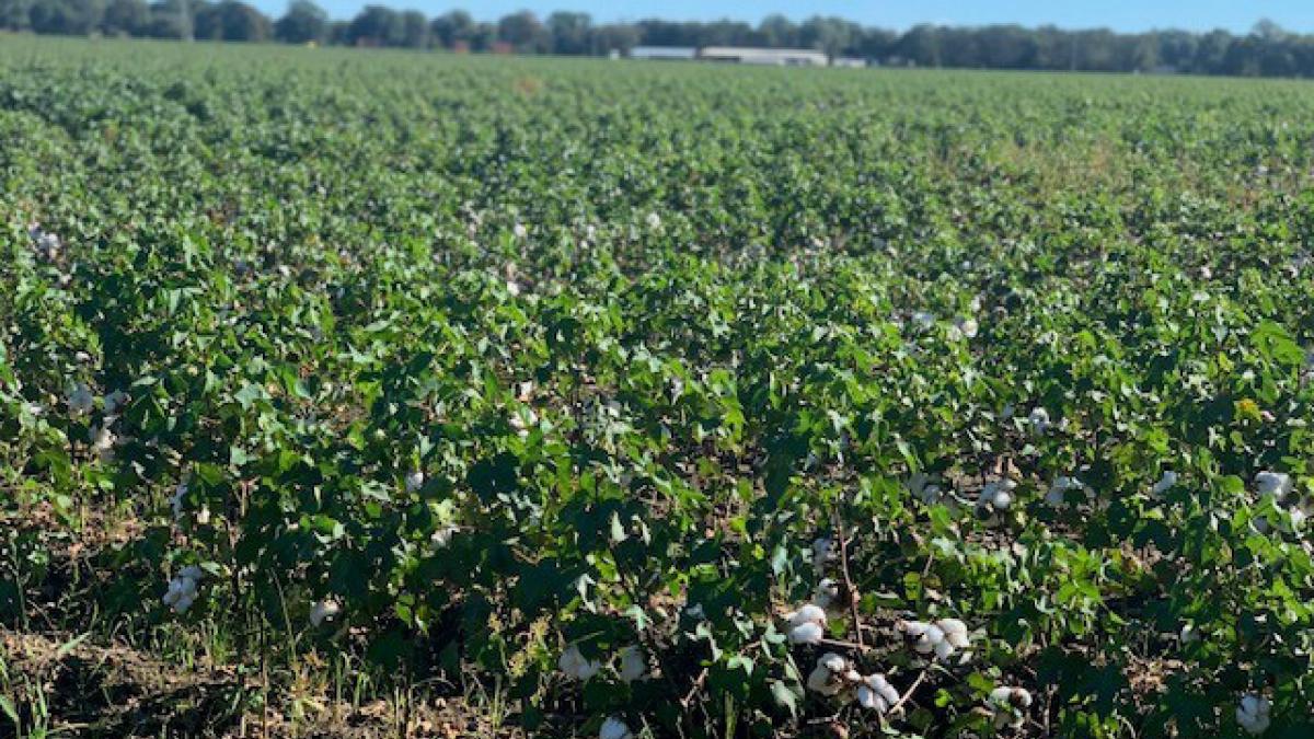 cotton field